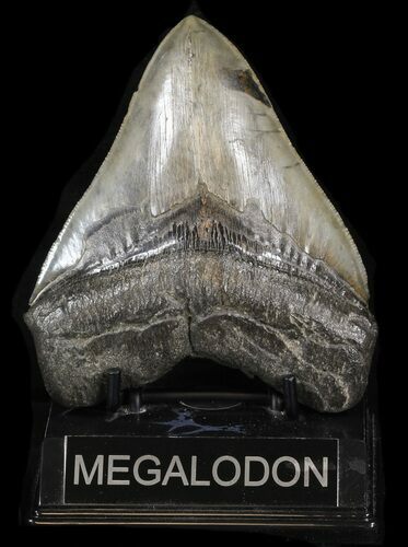 Serrated, Megalodon Tooth - South Carolina #37618